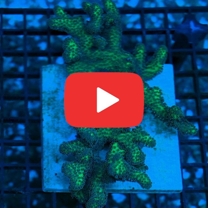 ECC Void Walker Stylophora Frag