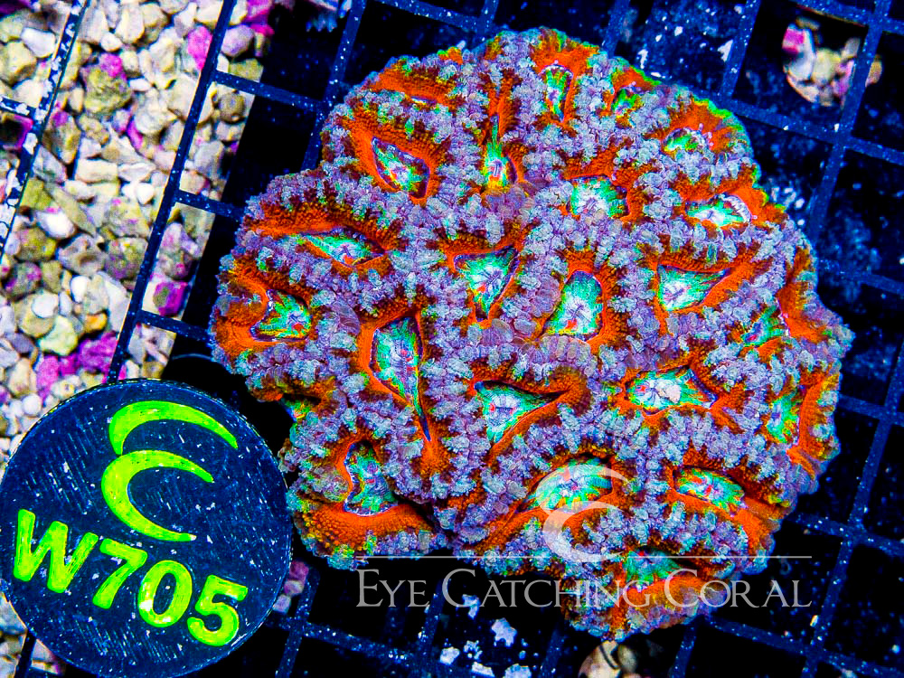 Aussie Acan Lord Rainbow or Super Ultra S - Disc W705