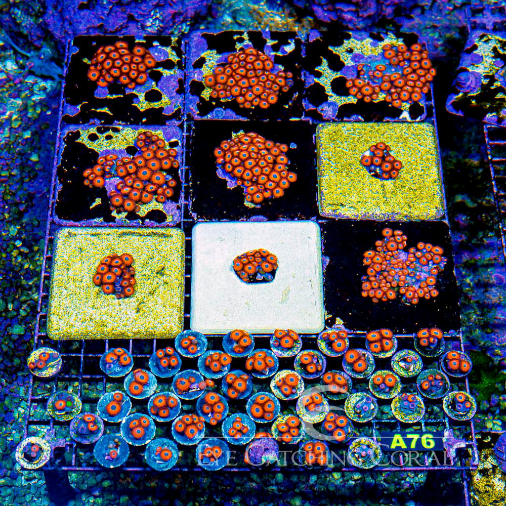 ECC Charmander Zoanthid Frag (4+ Polyp Average)