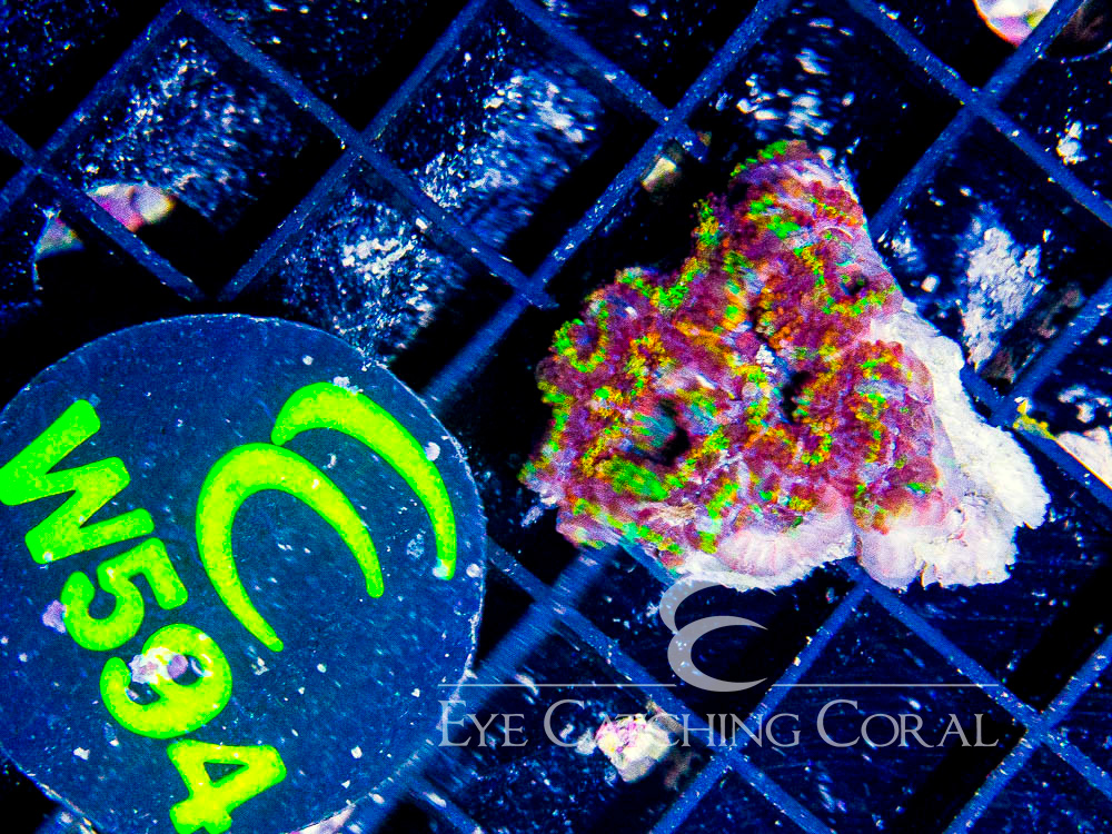 Aussie Acan Lord Rainbow or Super Ultra XXS - Disc W594