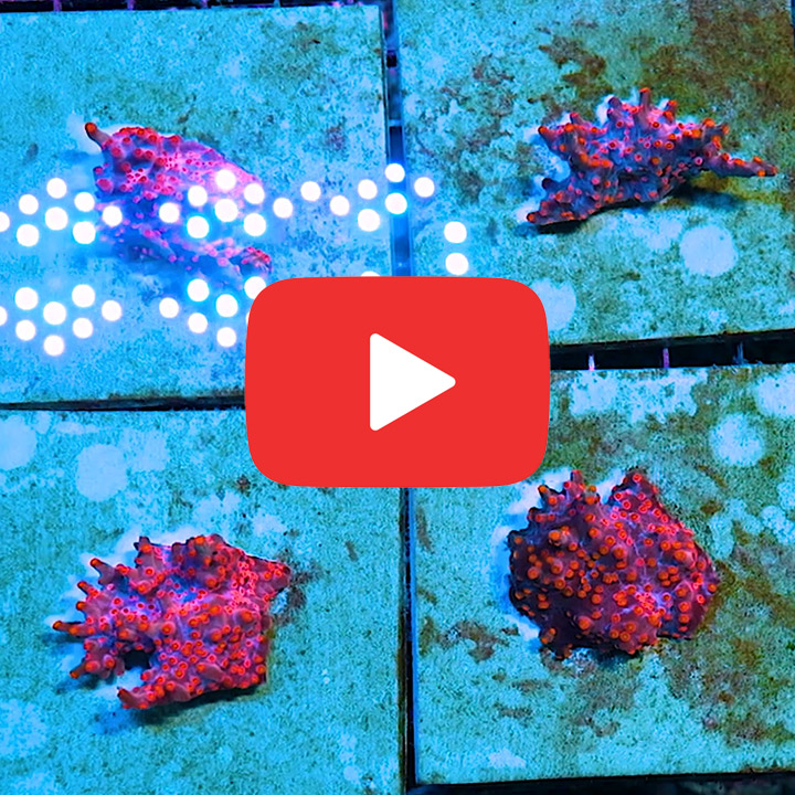ECC Cherry Blossom Branching Cyphastrea Frag