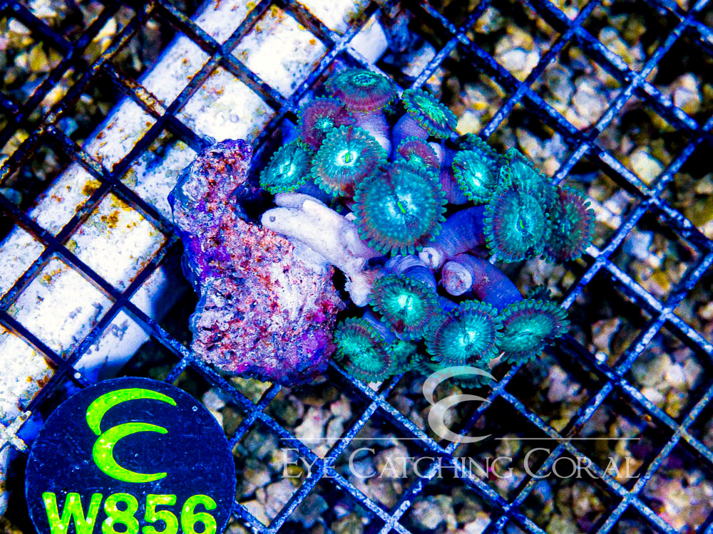 Indo Zoanthid Ultra (Sorted by Size & Color) Level 6 - Disc W856