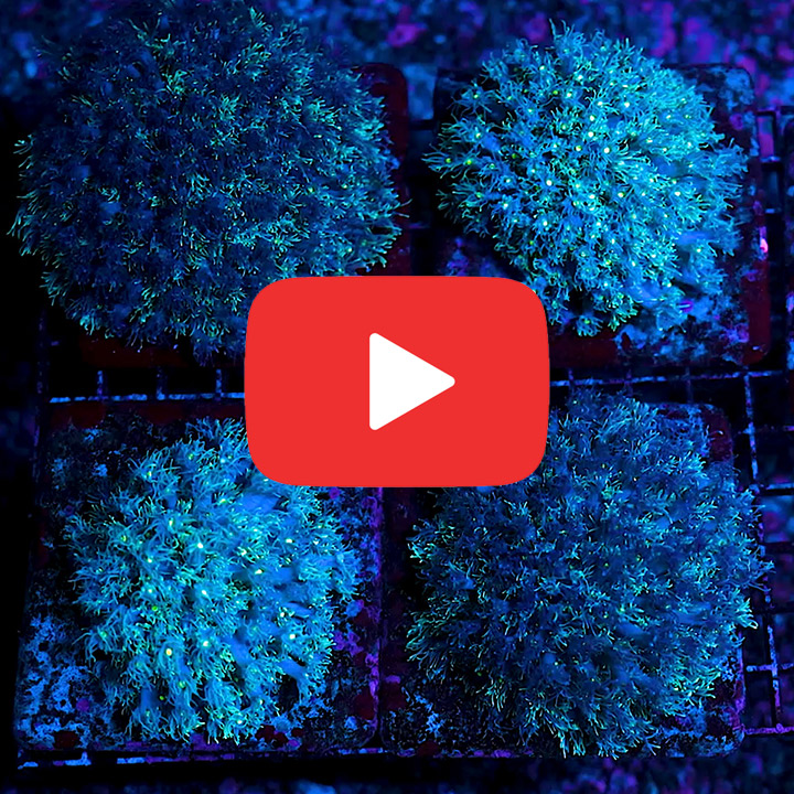 ECC Star Gazer Goniopora Frag
