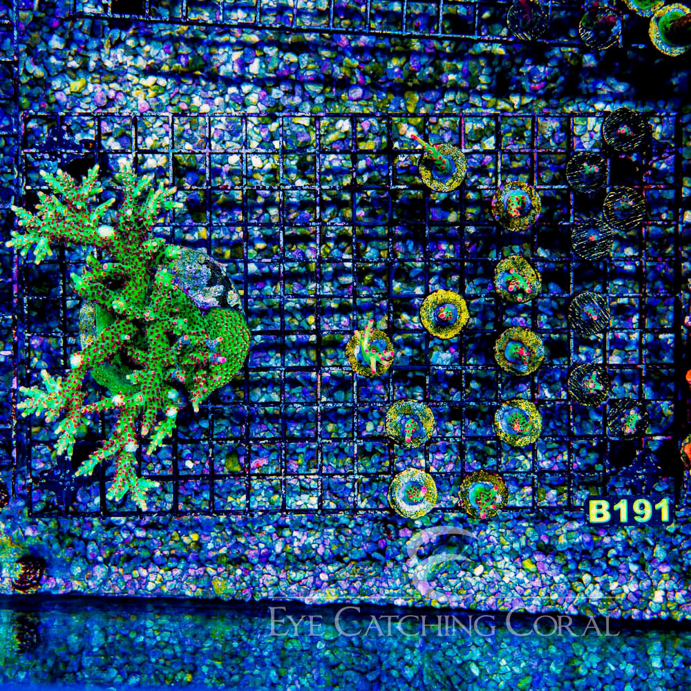 ECC Shortcake Acropora Frag