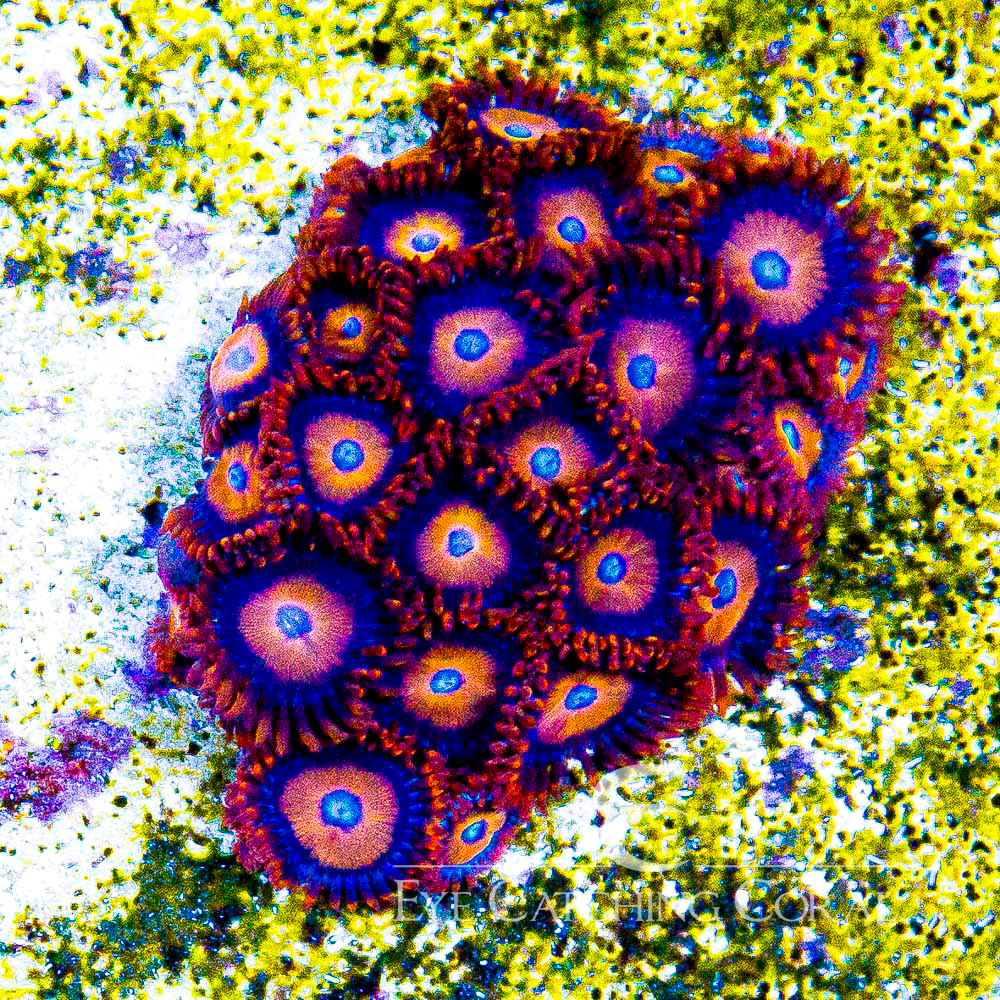 ECC Jet Fuel Zoanthid Frag (4+Polyp Average)