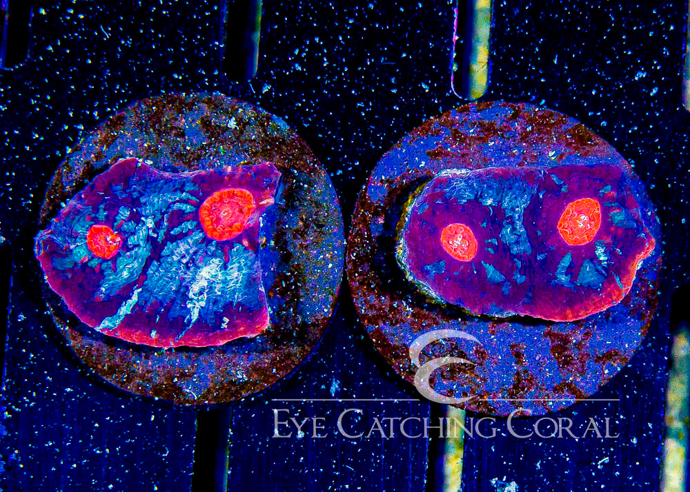 ECC Cosmic Tear Chalice Frag