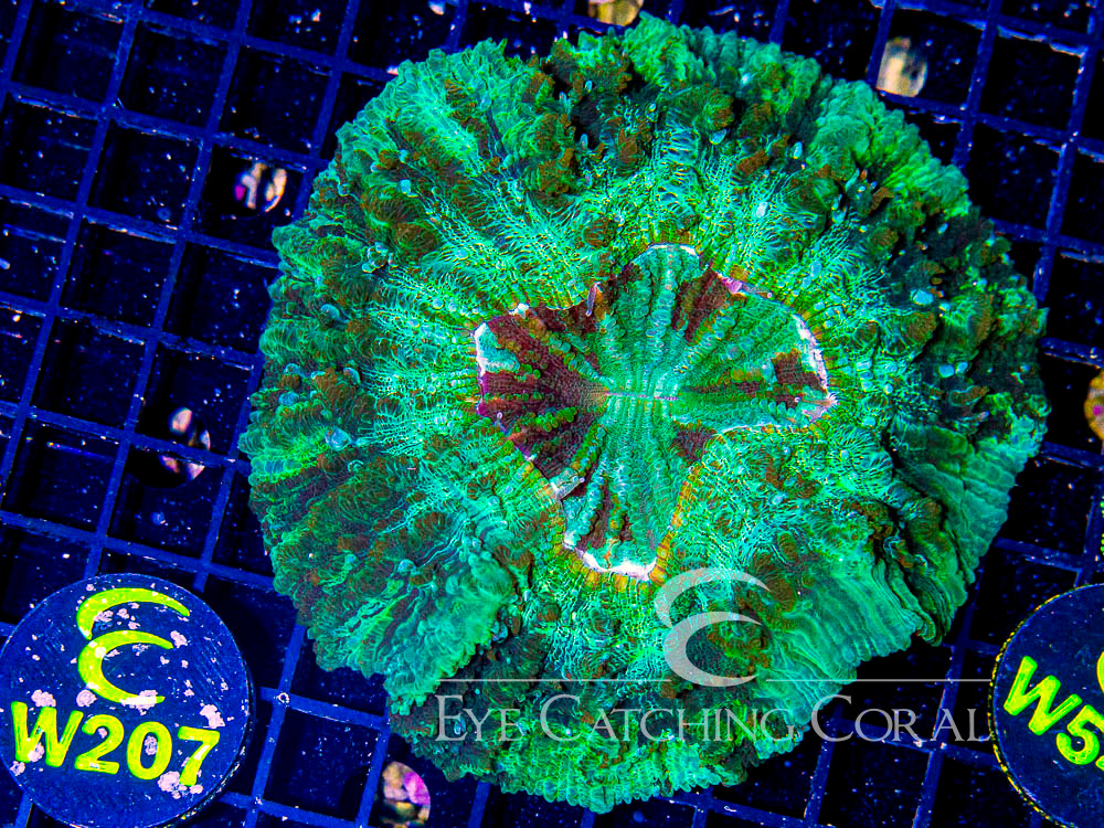 Aussie Green or Multicolor Acanthophyllia  L - Disc W207