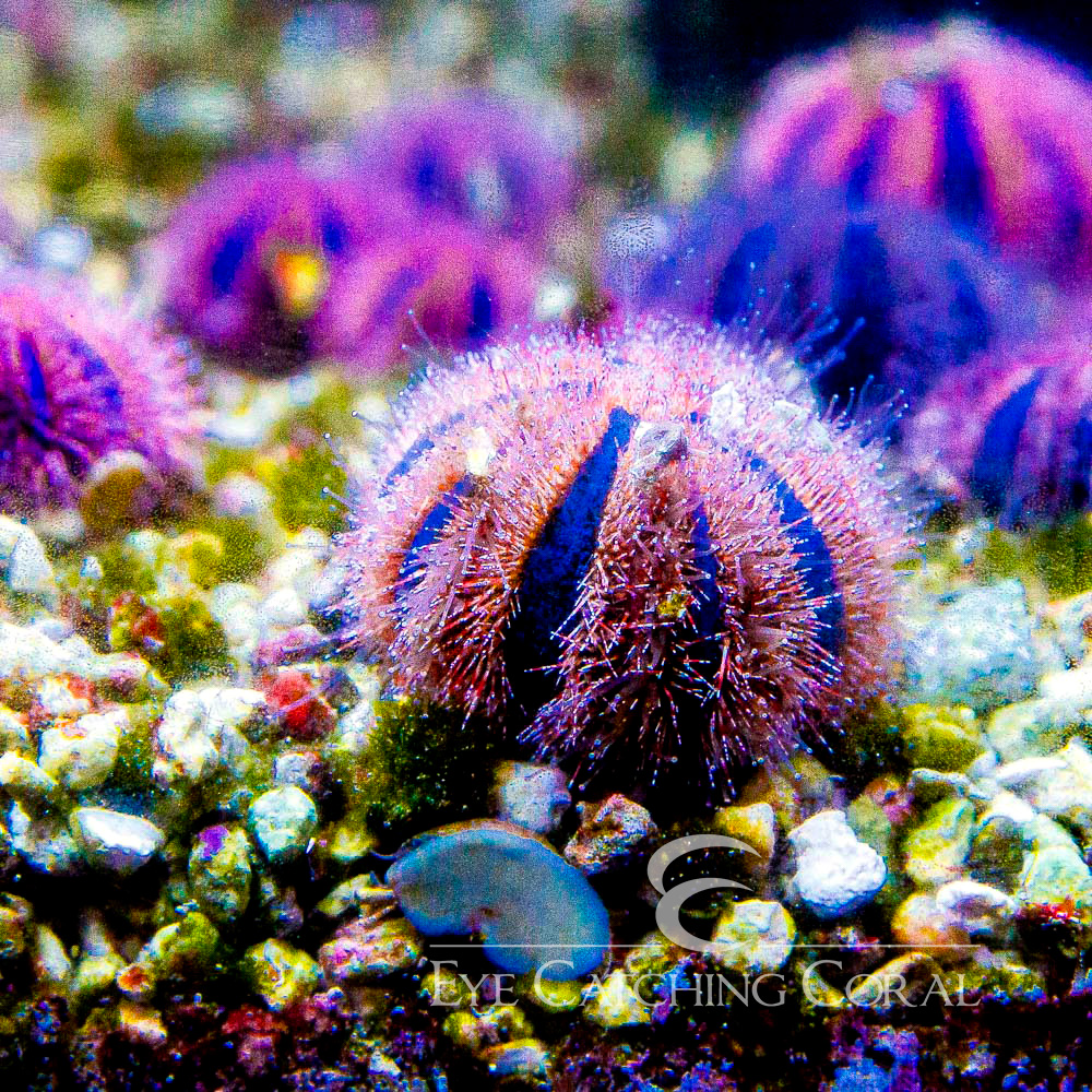 Aquacultured Tuxedo Urchin