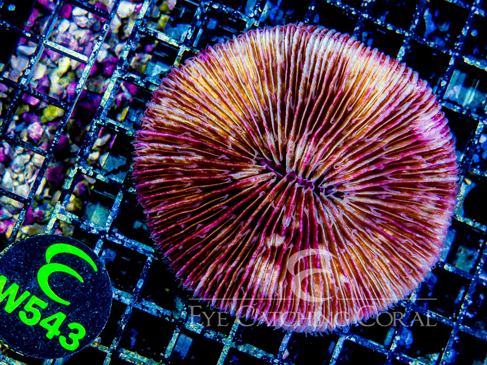 Fiji Fungia Assorted XL - Disc W543