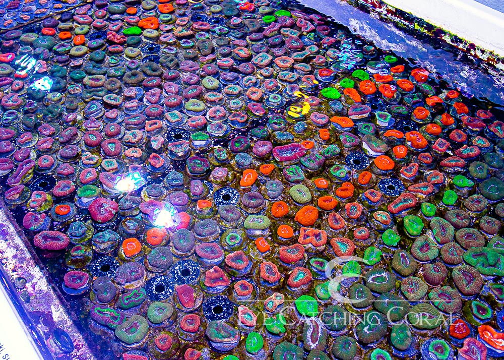 Acan Bowerbanki Frag