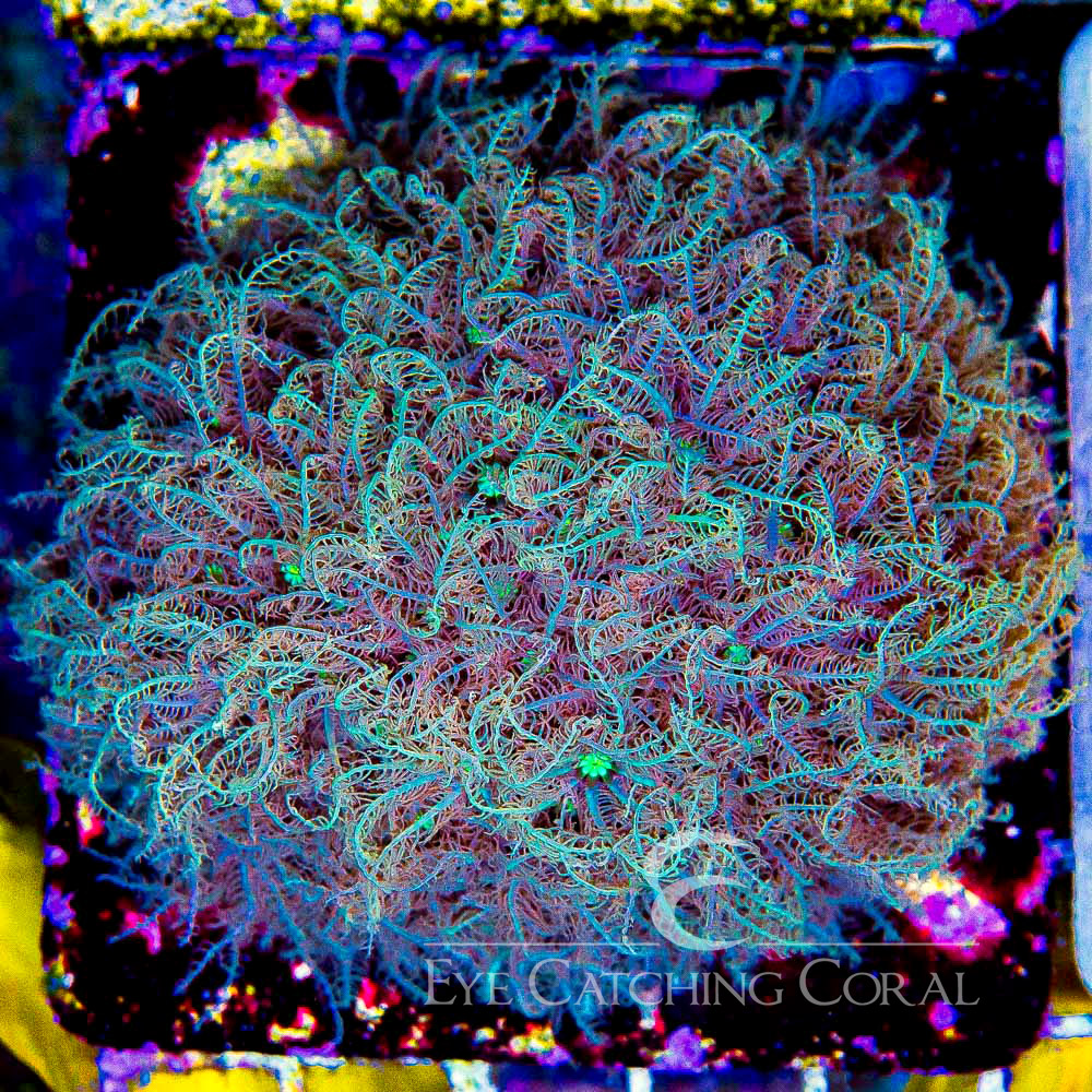 ECC Bad Hair Day Pipe Organ Frag