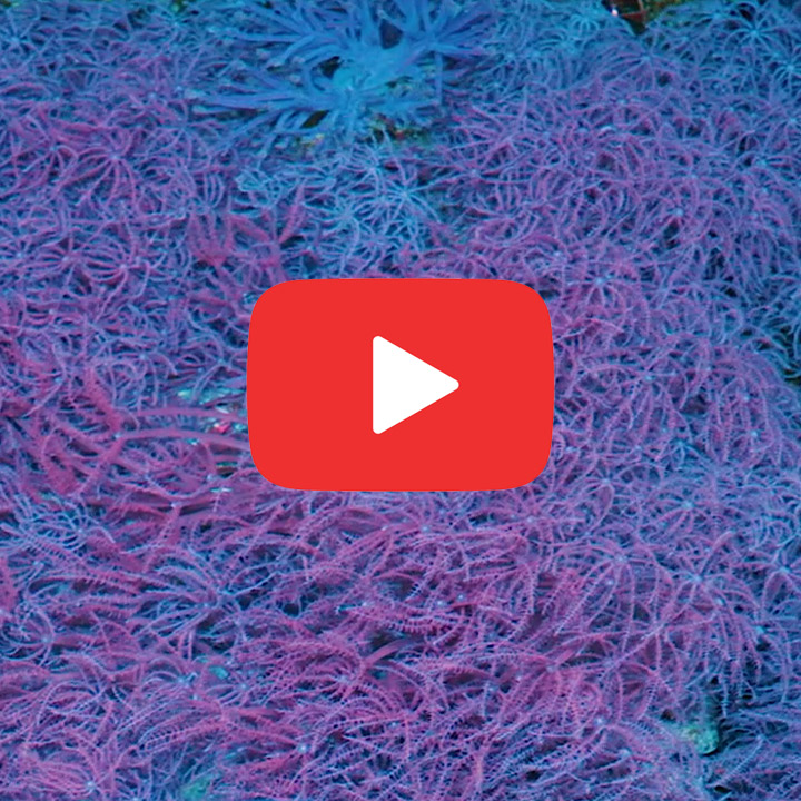 ECC Waving Hand Anthelia Mini Colony