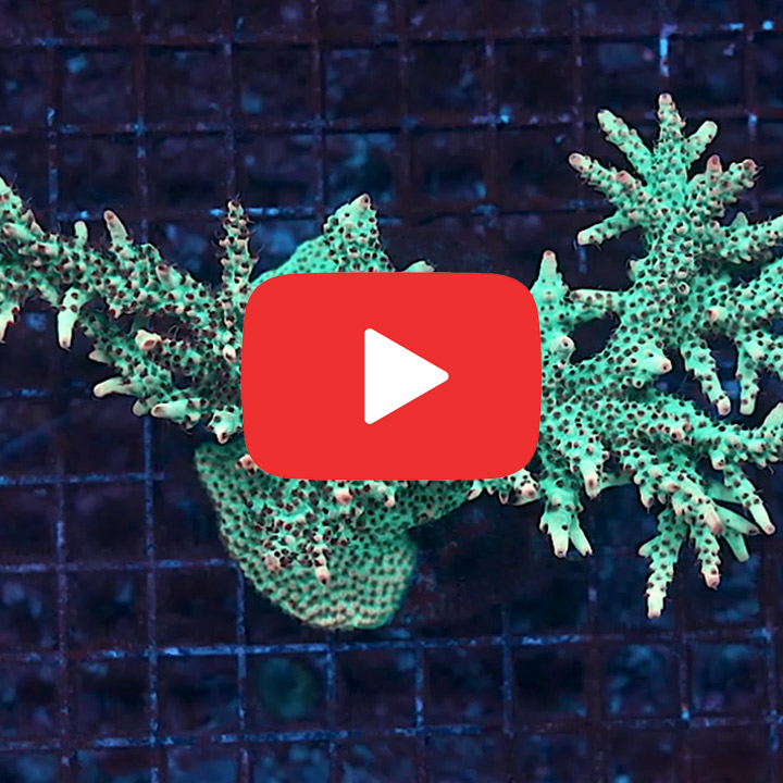 ECC Shortcake Acropora Frag