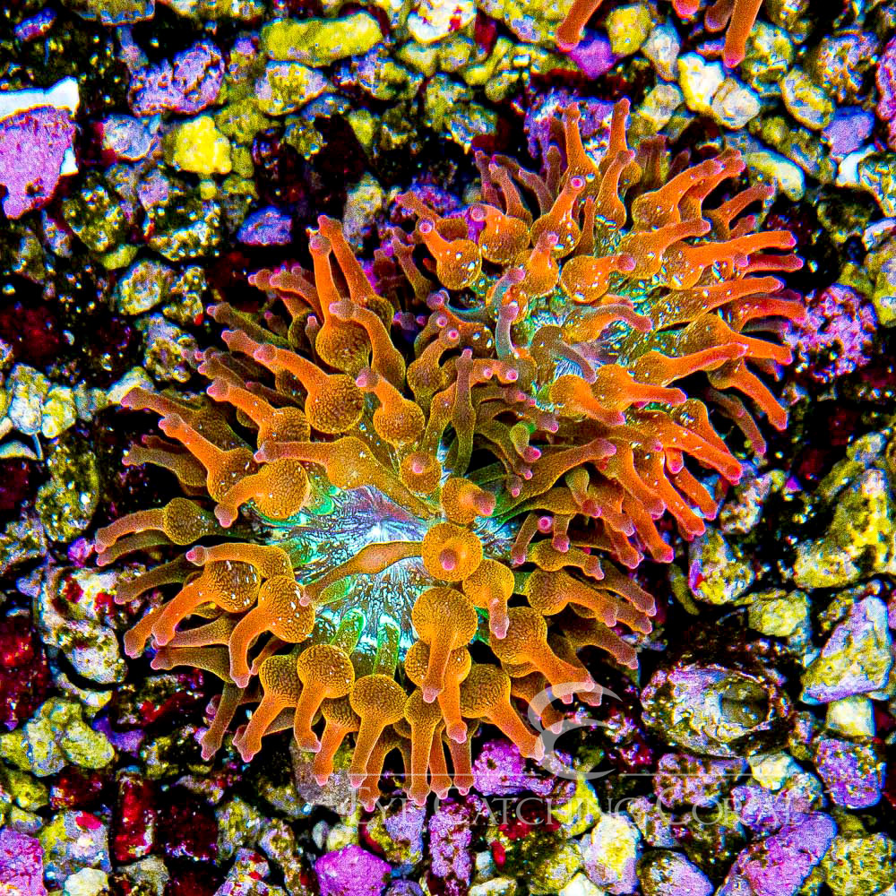 ECC Nexus Blaze Bubble Tip Anemone