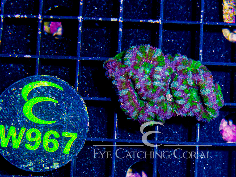 Aussie Acan Lord Neon Green XXS - Disc W967
