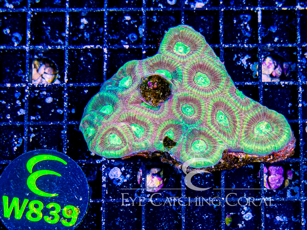 Aussie Prism Favia Unique S - Disc W839
