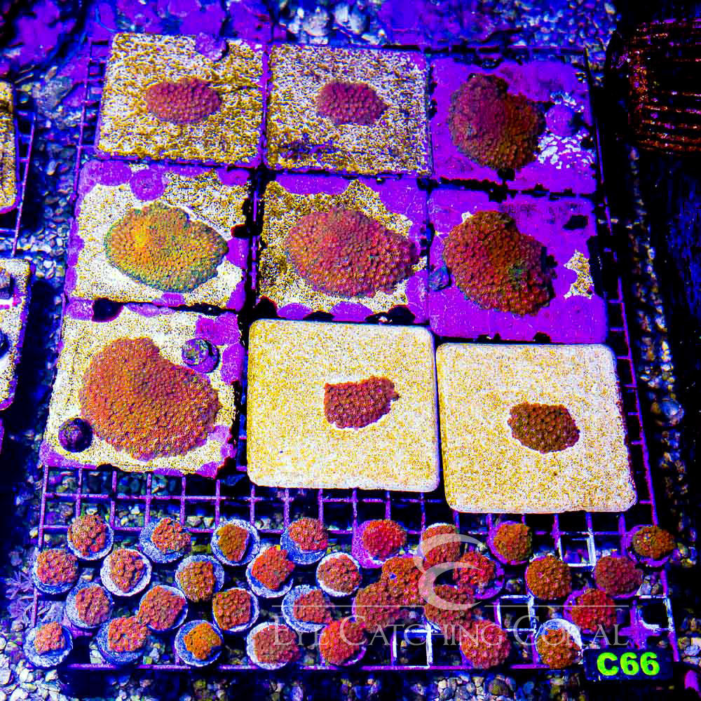 ECC Sunflower Short Polyp Goniopora Frag