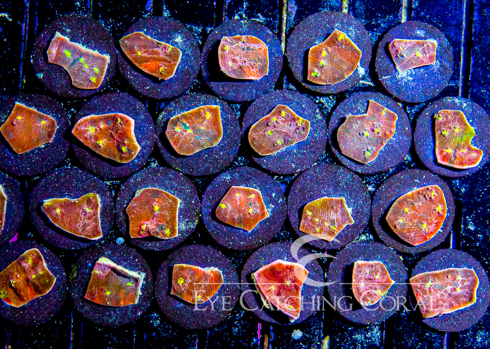ECC Citric Acid Chalice Frag