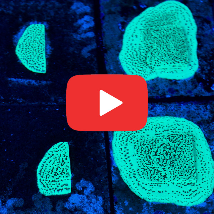 ECC Mistletoe Montipora Frag