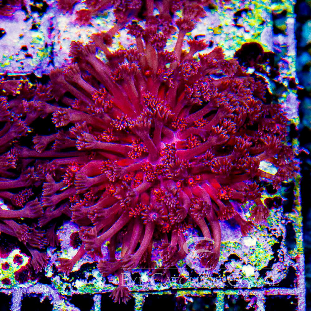 ECC Kashmira Goniopora Frag
