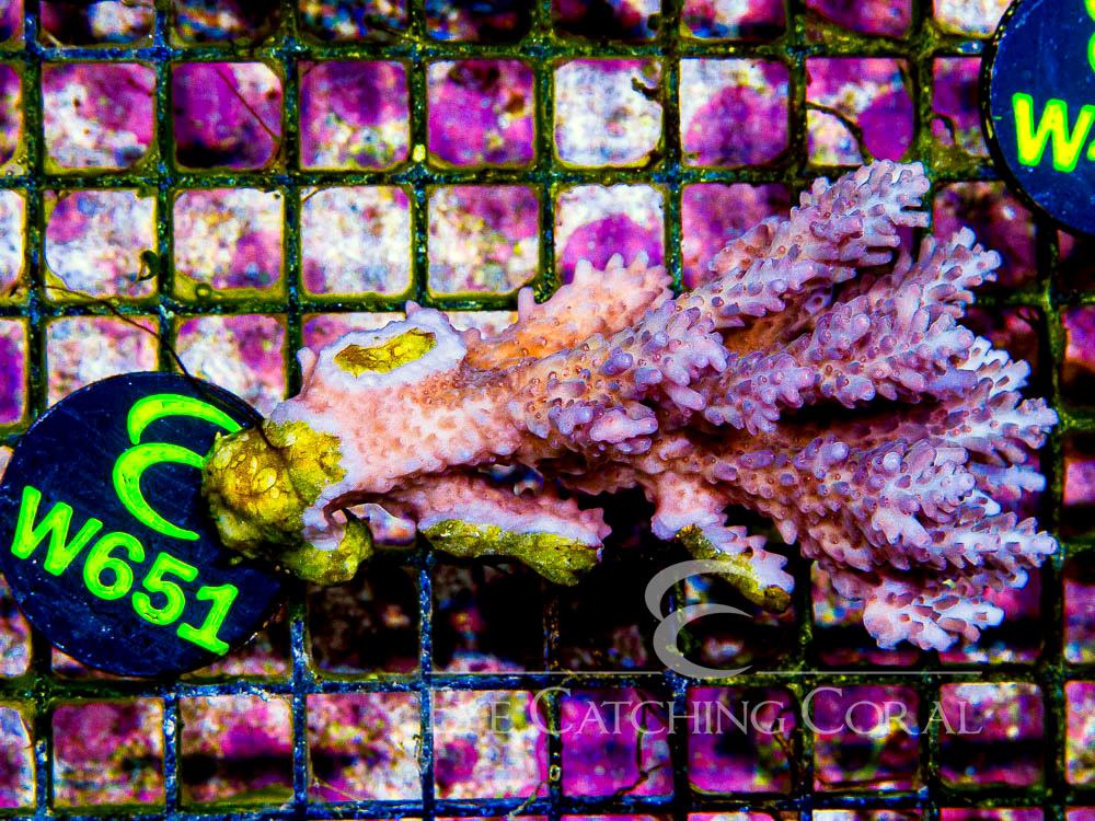 Aussie Acropora - Priced by size and color  M - Disc W651
