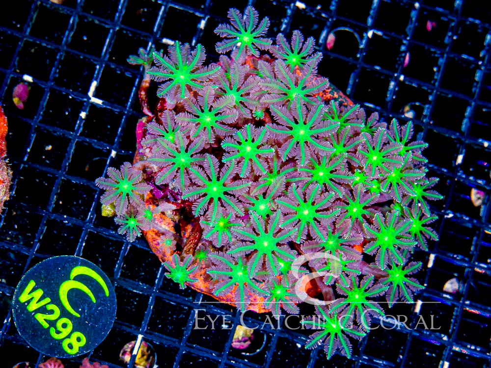Indo Clove Polyps L - Disc W298