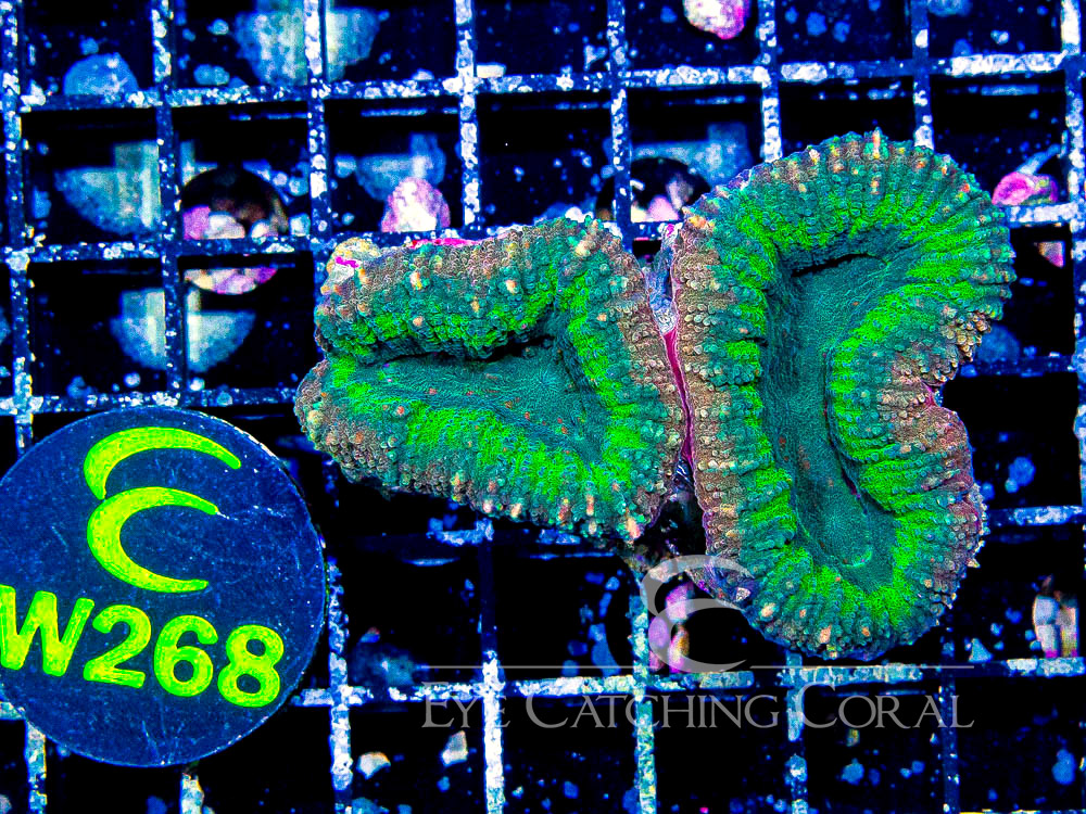 Aussie Lobo Colored S - Disc W268