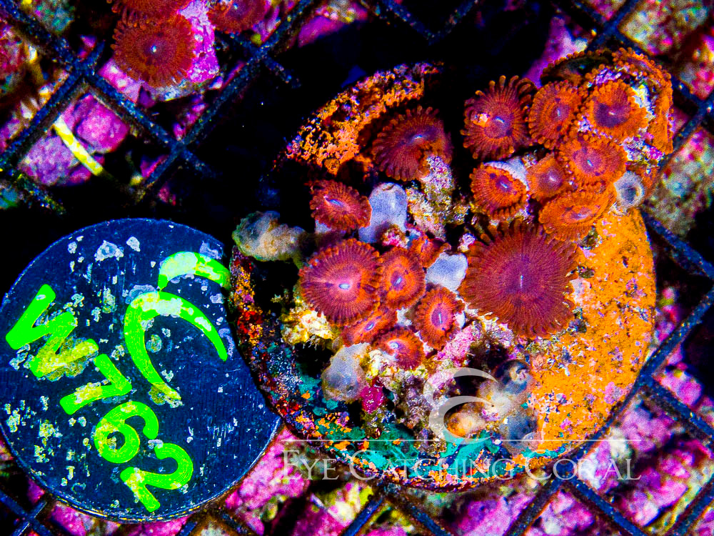 Indo Zoanthid M - Disc W762