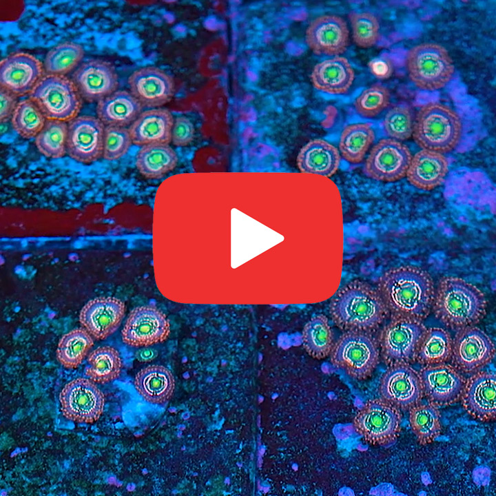 ECC Snowglobe Zoanthid Frag (2+ Polyp Average)