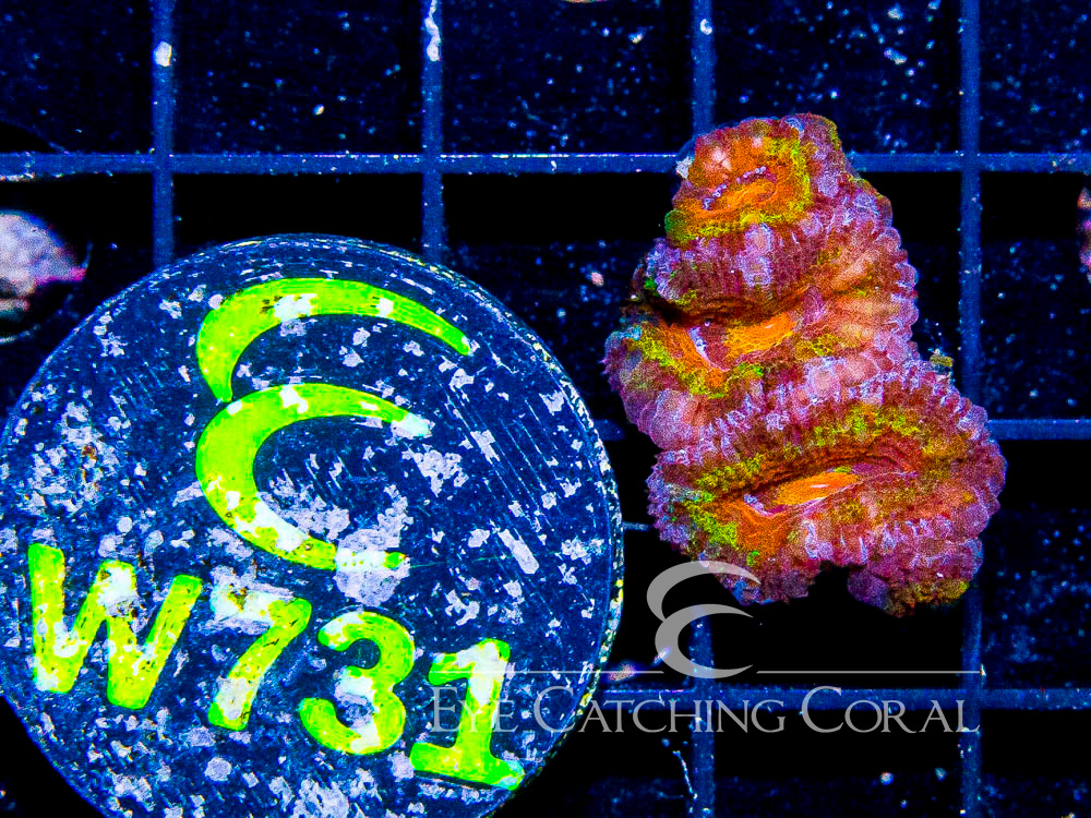 Aussie Acan Lord Rainbow or Super Ultra XXS - Disc W731