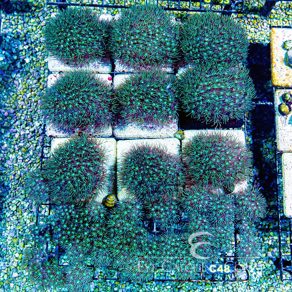 ECC Wave Blaster Pipe Organ Frag
