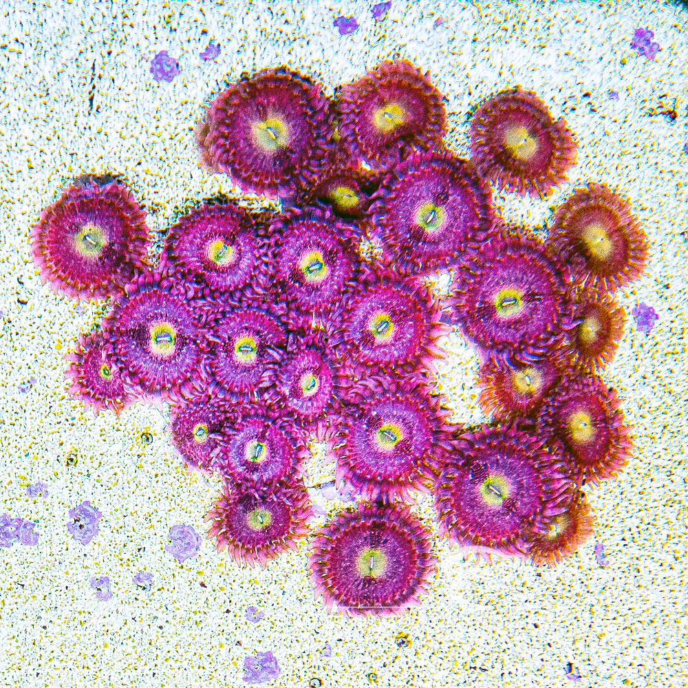 ECC Playboy Bunny Palythoa Frag (4+ Polyp Average)