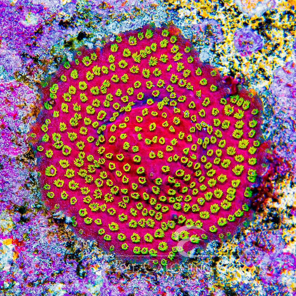 ECC Pyro Blast Cyphastrea Frag