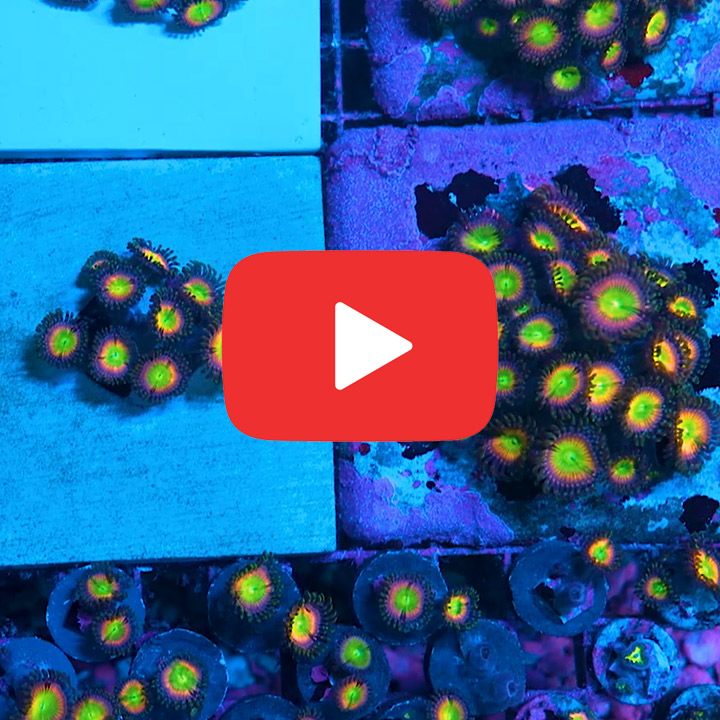 ECC Sunny D Zoanthid Frag