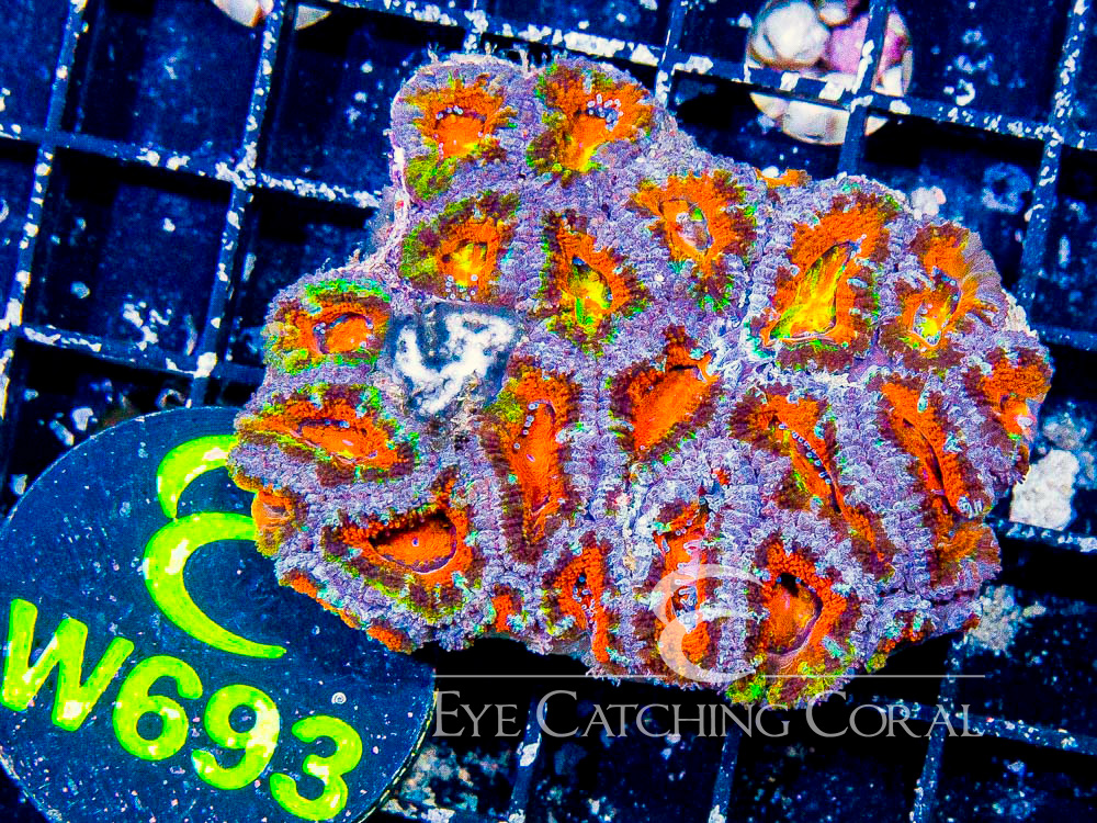 Aussie Acan Lord Rainbow or Super Ultra S - Disc W693