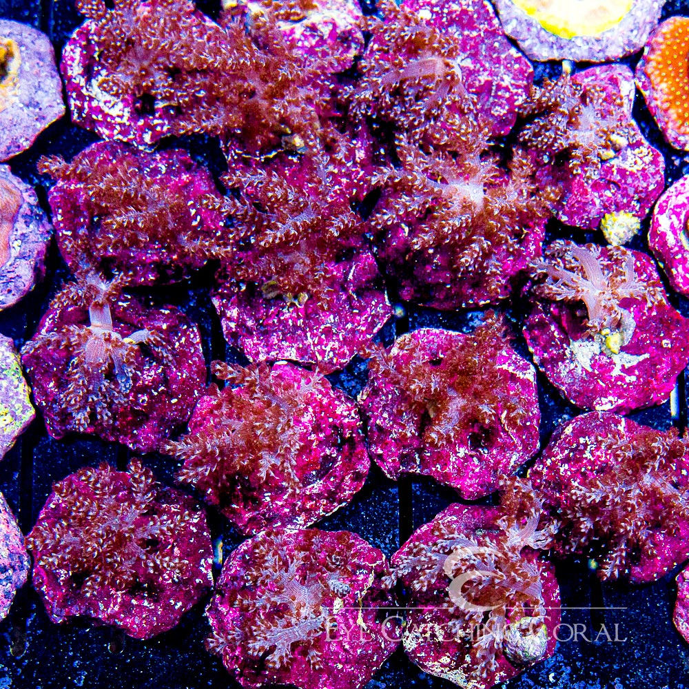 ECC Kenya Tree XL Frag (On 2-2.5" Real Reef Disc)
