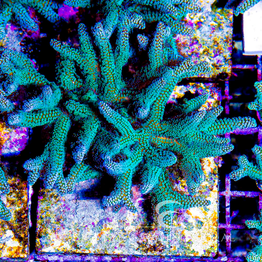 ECC Light Wave Birdnest Frag