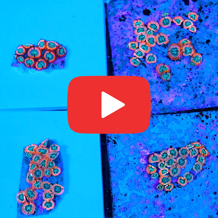 ECC Volcanic War Zoanthid Frag (4+ Polyp Average)