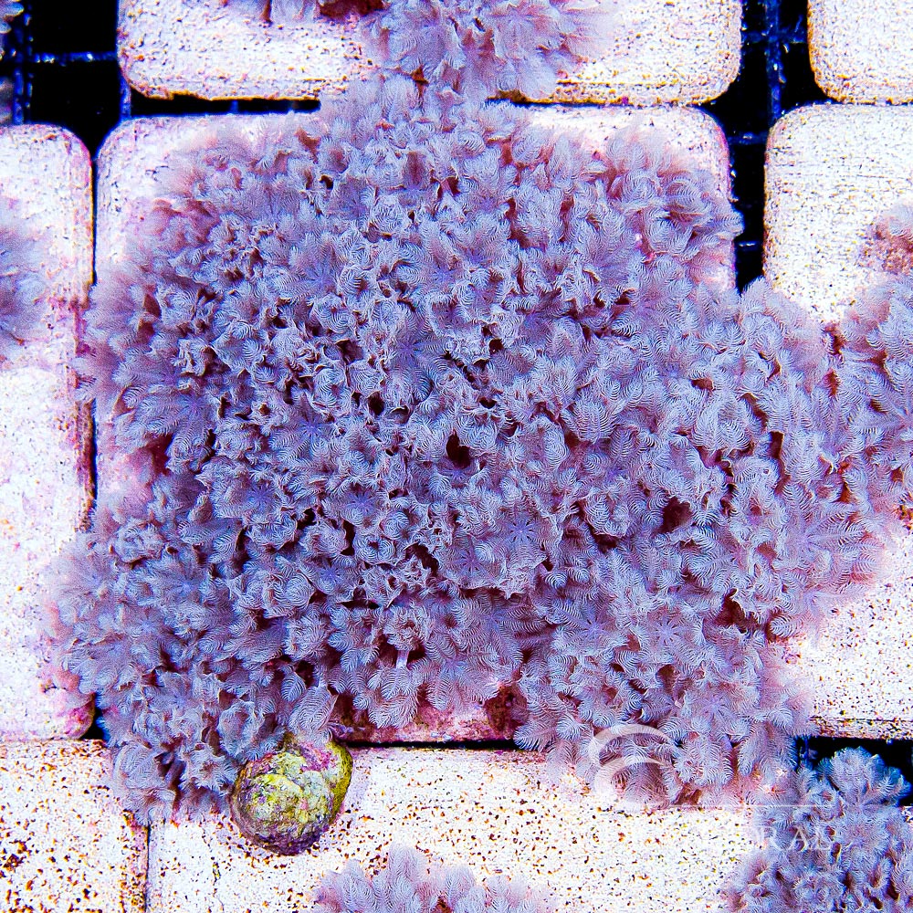 ECC Pulsing Xenia Mini Colony