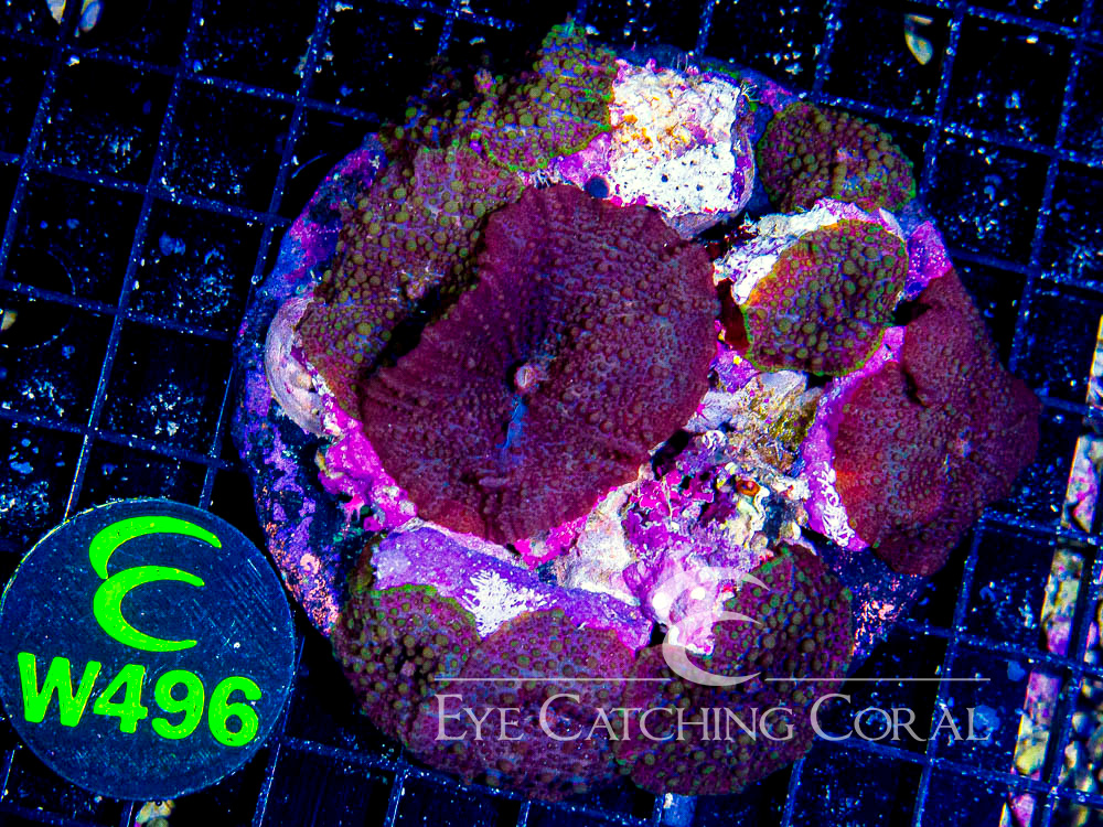 Indo Disco Mushroom Lava Flow XL - Disc W496