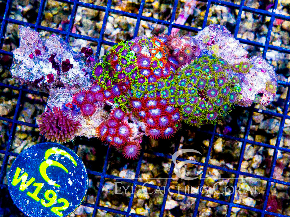 Indo Zoanthid Ultra (Sorted by Size & Color) Level 3 - Disc W192