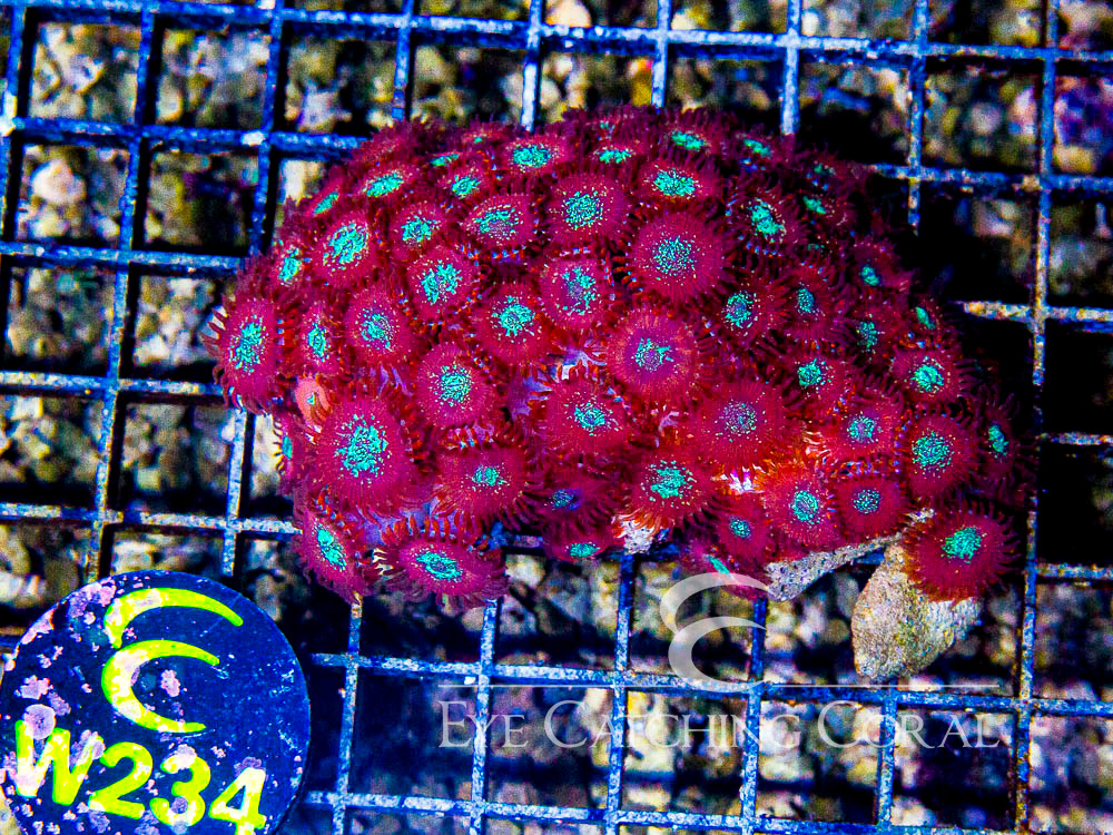 Indo Zoanthid Ultra (Sorted by Size & Color) Level 6 - Disc W234