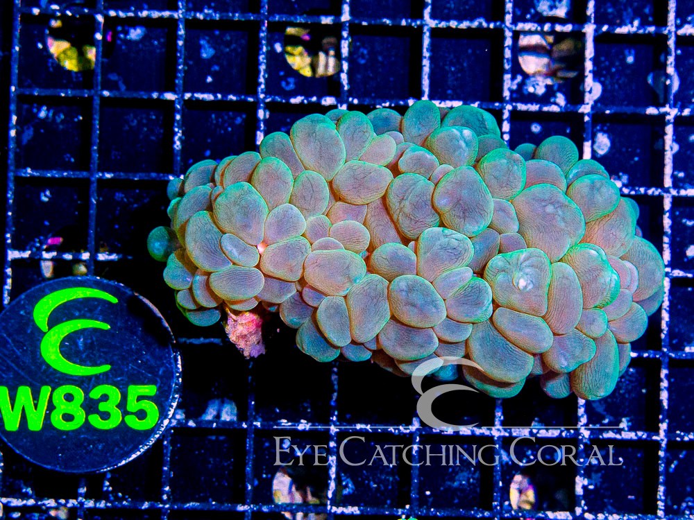 Aussie Bubble Coral Green Pearl  M - Disc W835