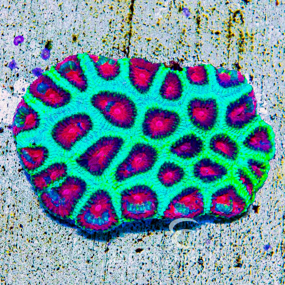 ECC Wacky Watermelon Favia Frag