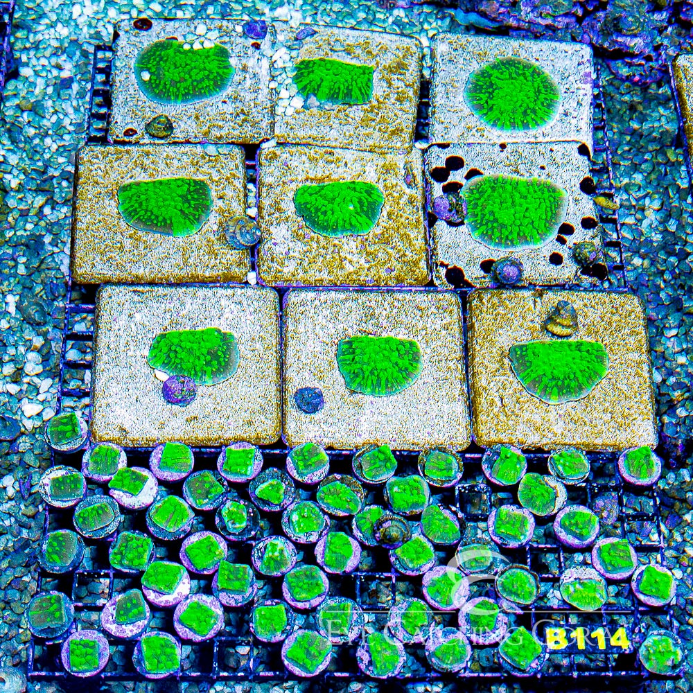 ECC Acid Shower Astreopora Frag