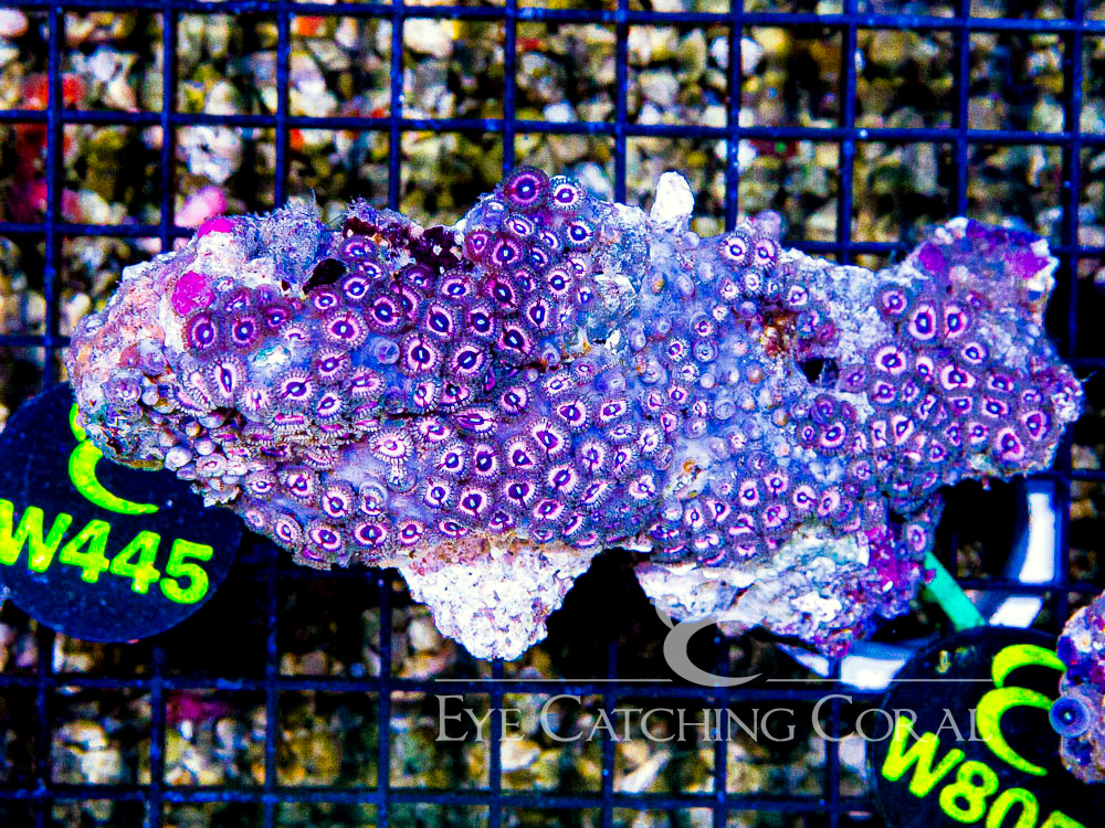 Indo Zoanthid Ultra (Sorted by Size & Color) Level 3 - Disc W445