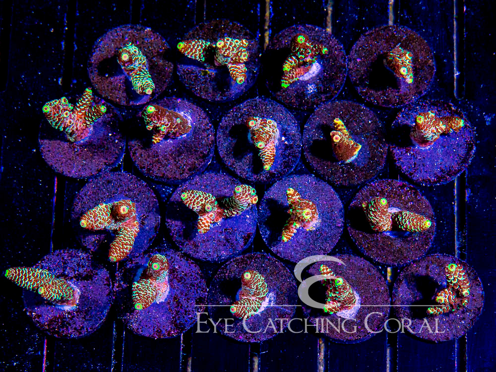 ECC Dragon Scale Acropora Frag