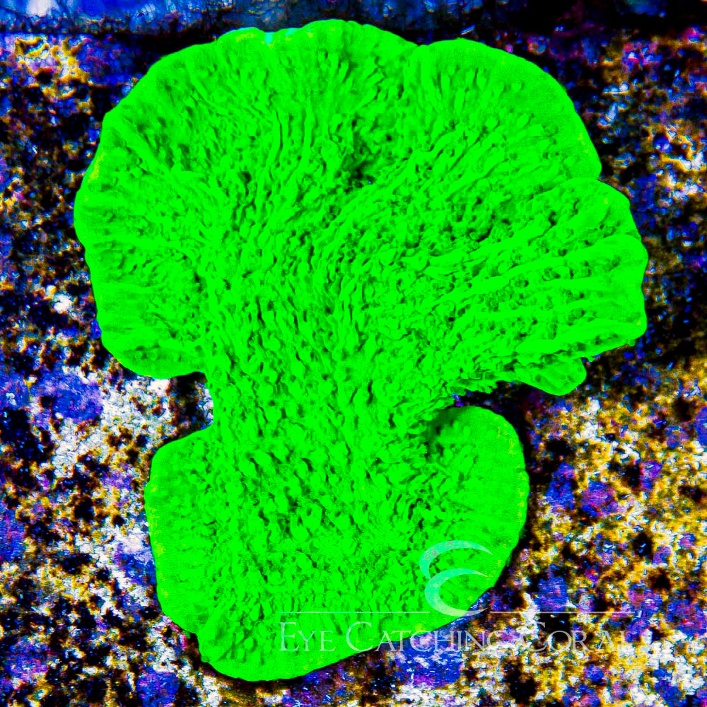 ECC Chemical Burn Montipora Frag