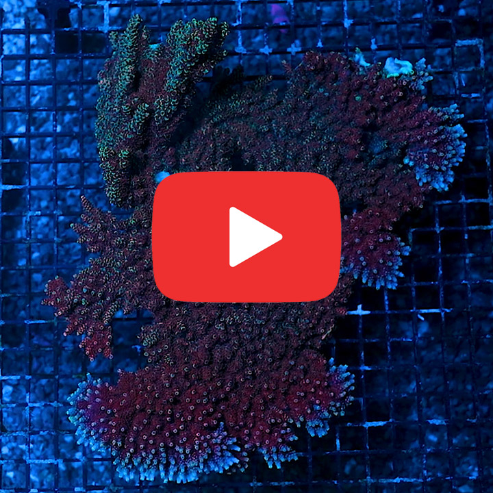 ECC Black Cherry Acropora Frag