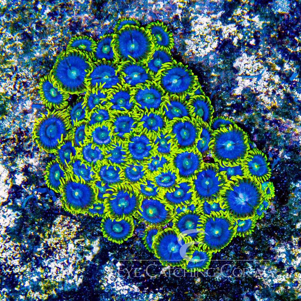 ECC Blueberry Haze Zoanthid Frag (4+ Polyp Average)
